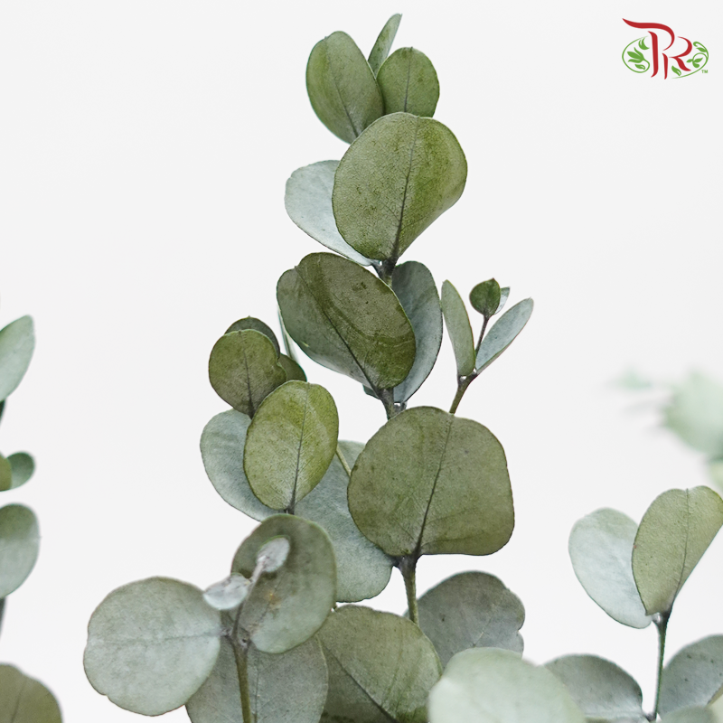 Preserved Eucalyptus Cineria (0166-0-700) - Pudu Ria Florist