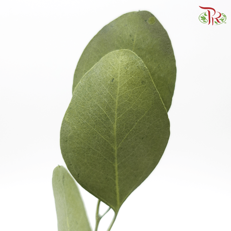 Eucalyptus Populus Preservative ( 40g )( 0208-6-722 ) - Pudu Ria Florist