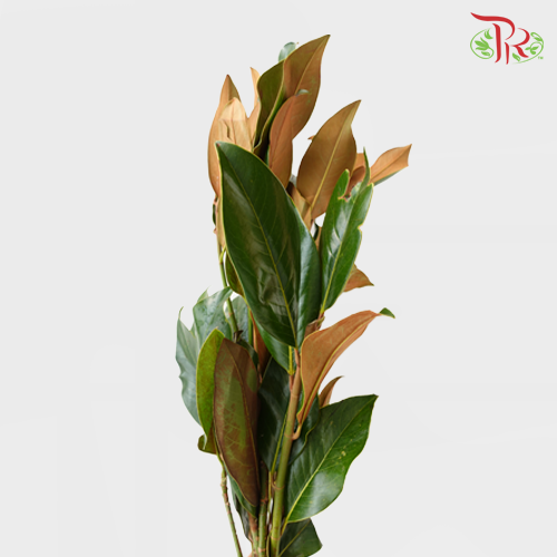 Magnolia Leaf - (Per Bunch) - Pudu Ria Florist