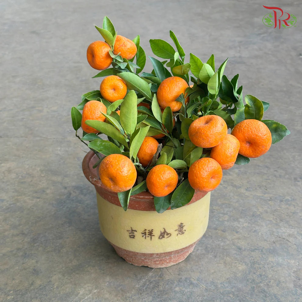 Mini Lime Tree《迷你桔子树》(With Option)