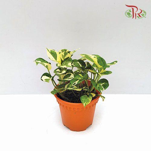 Epipremnum N’joy 《喜悅黃金葛》 - Pudu Ria Florist
