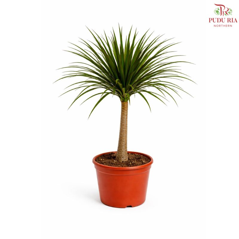 Dracaena Draco Single 120cm《龙血树》H08