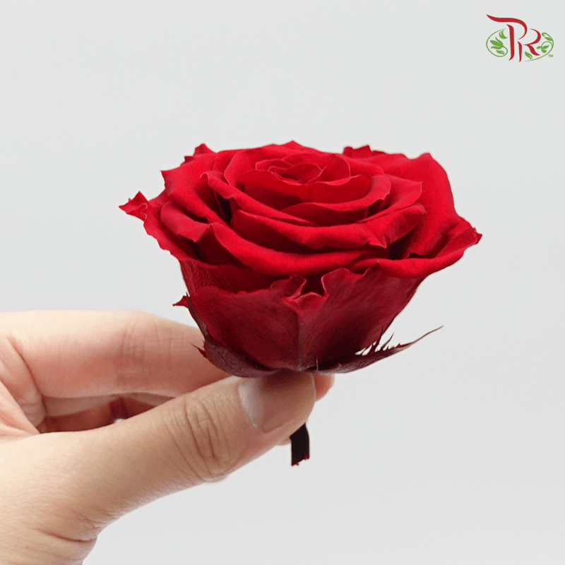 Full Bloom Rose M Preservative - Ever Red ( 0521-2-331 ) - Pudu Ria Florist