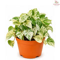 Money Plant (Marbel Queen) J01《万年青》