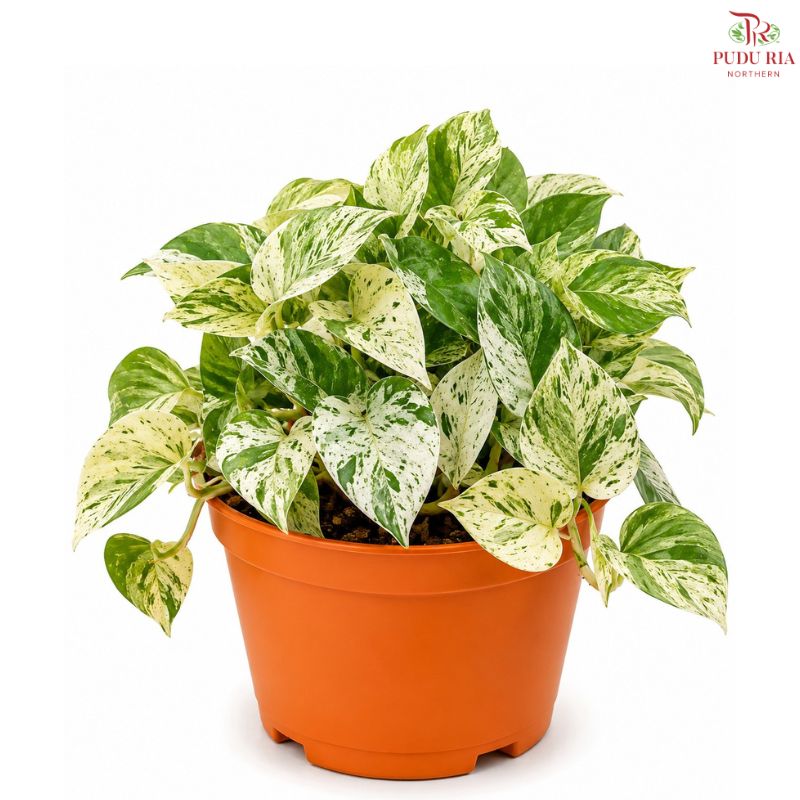 Money Plant (Marbel Queen) J01《万年青》