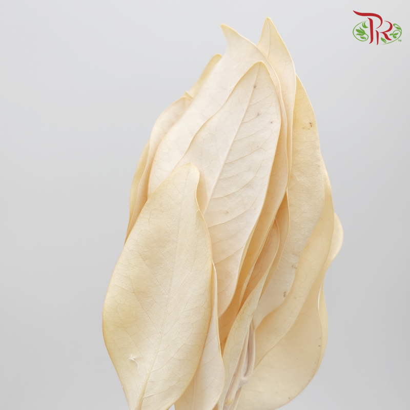 Preserved Magnolia (0580-0-011) - Pudu Ria Florist