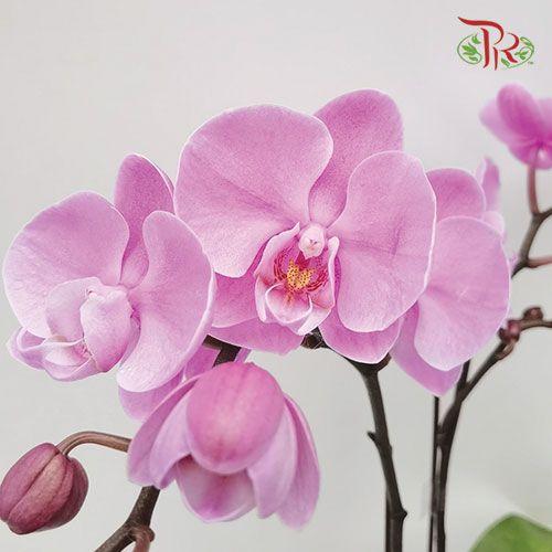 Phalaenopsis Orchid - Light Purple (Double stems) *With No Vase - Pudu Ria Florist