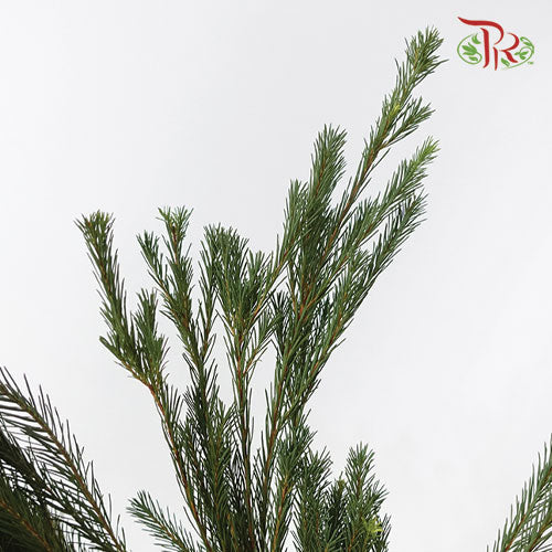 Melaleuca Alternifolia - (3 Stems) - Pudu Ria Florist