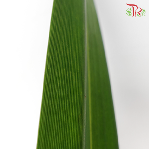 Pandan Leaf (L) - Pandanus Green - Pudu Ria Florist