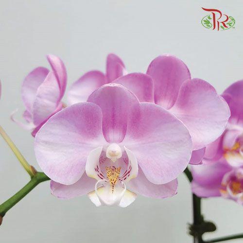 Phalaenopsis Orchid - Light Purple (Double stems) (Without Pot) *With No Vase - Pudu Ria Florist