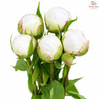 Peony 《牡丹》- Small / Medium Head