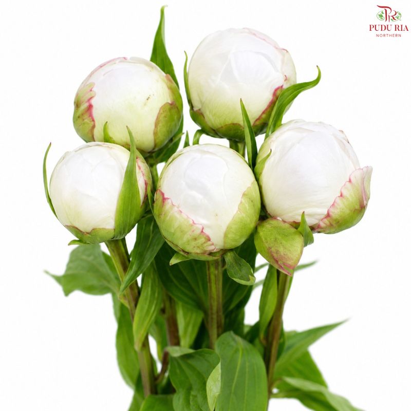 Peony 《牡丹》- Small / Medium Head
