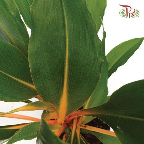 Chlorophytum Fire Flash  《火焰吊蘭》 - Pudu Ria Florist
