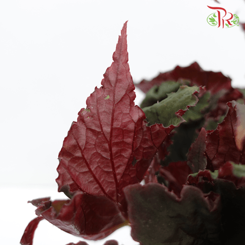 Begonia Royal Velour 《丝绒秋海棠》 - Pudu Ria Florist
