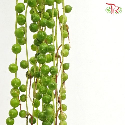String Of Pearls - (10 Stems) - Pudu Ria Florist