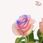 Ceres Rose - Pink Blue Heaven (10 Stems) - Pudu Ria Florist