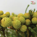Berzelia Abrotanoides - (10 Stems) - Pudu Ria Florist