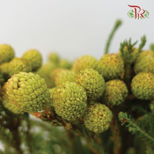 Berzelia Abrotanoides - (10 Stems) - Pudu Ria Florist