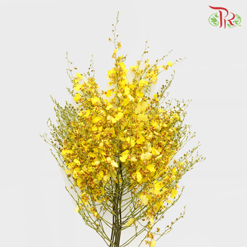 Orchid Oncidium Red Lips (M)- (10 Stems) - Pudu Ria Florist