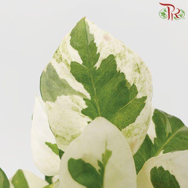 Epipremnum n-joy (local) - Pudu Ria Florist