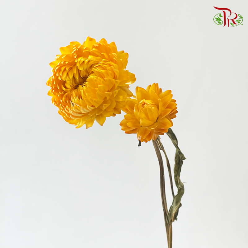 Dry Helichrysum Natural & Bleached/ Straw Chrysanthemum