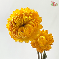 Dry Helichrysum Natural & Bleached/ Straw Chrysanthemum