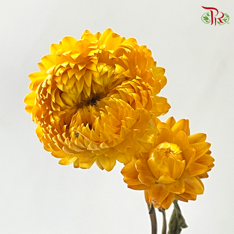 Dry Helichrysum Natural & Bleached/ Straw Chrysanthemum