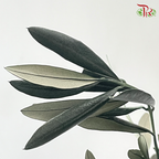 Preserved Eucalyptus Exotica