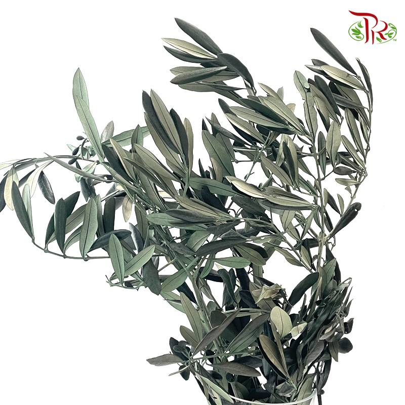 Preserved Eucalyptus Exotica
