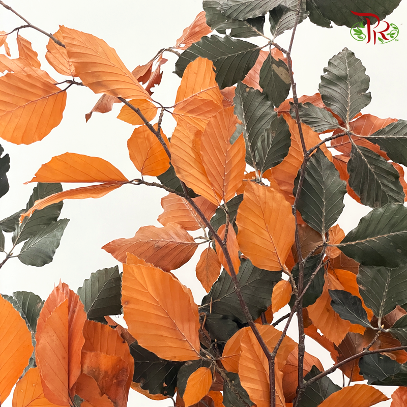 Dry Copper Beech Fagus