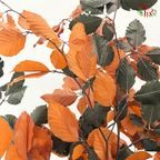 Dry Copper Beech Fagus
