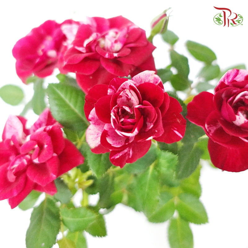 Rosa Gigi Parade 《蔷薇》 17cm - Pudu Ria Florist