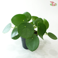 Pilea P120《镜面草》