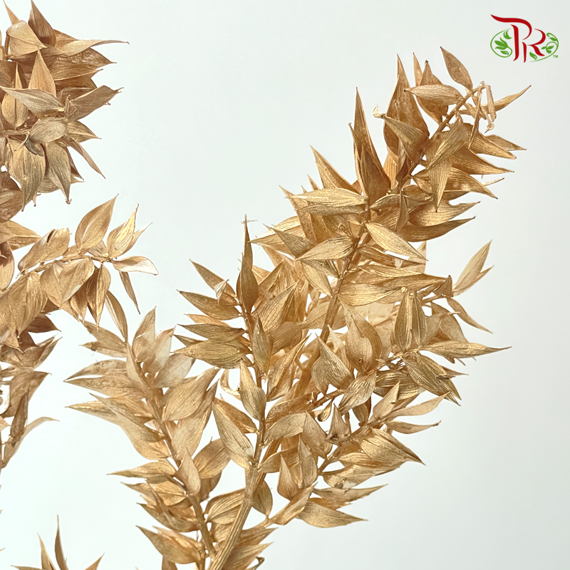 Dry Ruscus