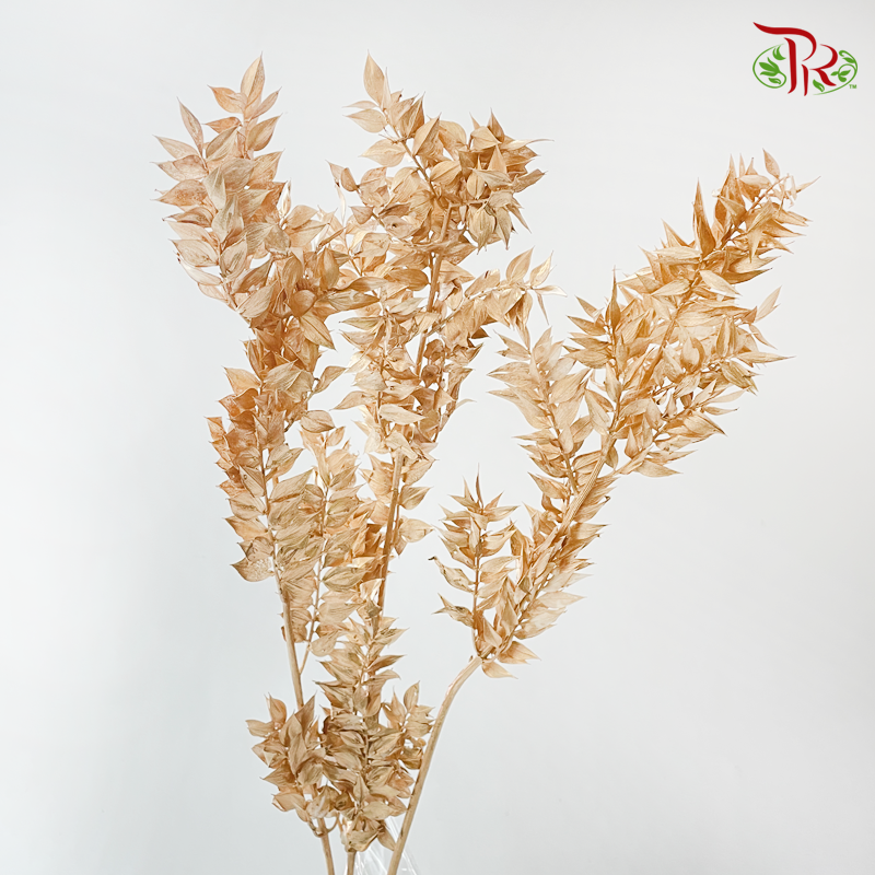 Dry Ruscus