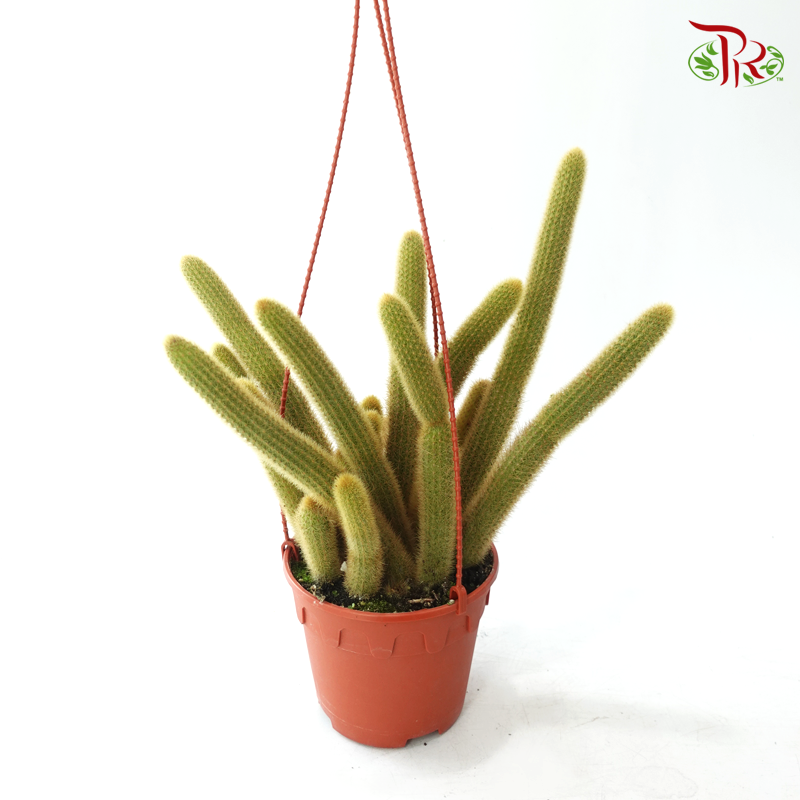 Cactus Mix P120 Foxtail《仙人掌》