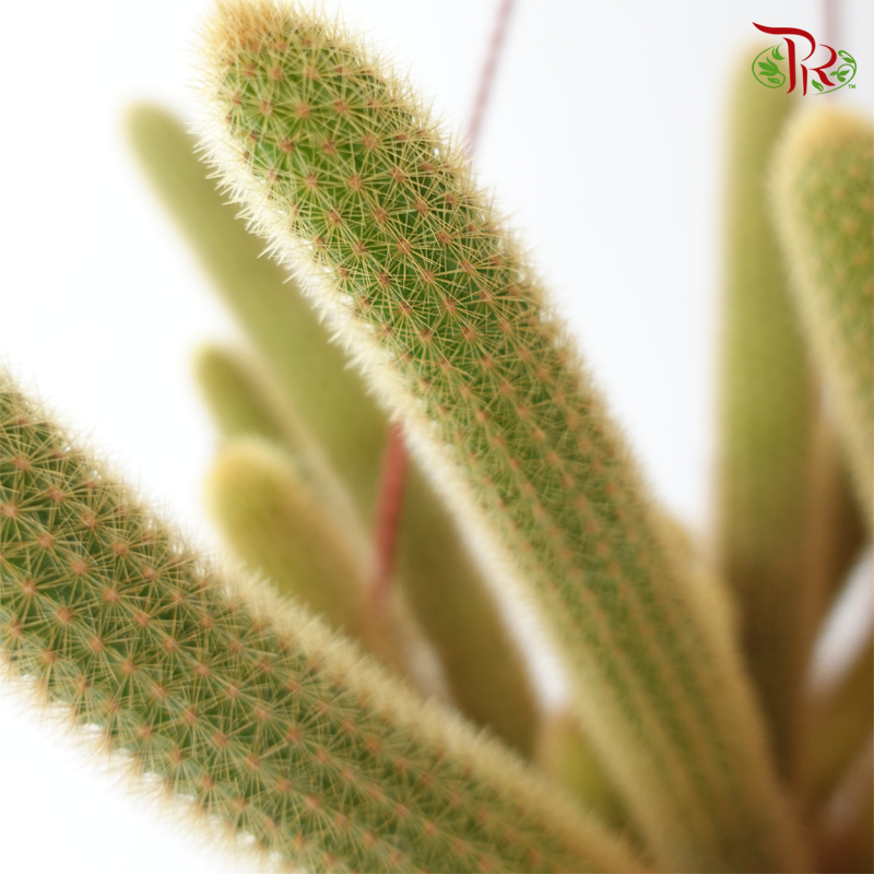 Cactus Mix P120 Foxtail《仙人掌》
