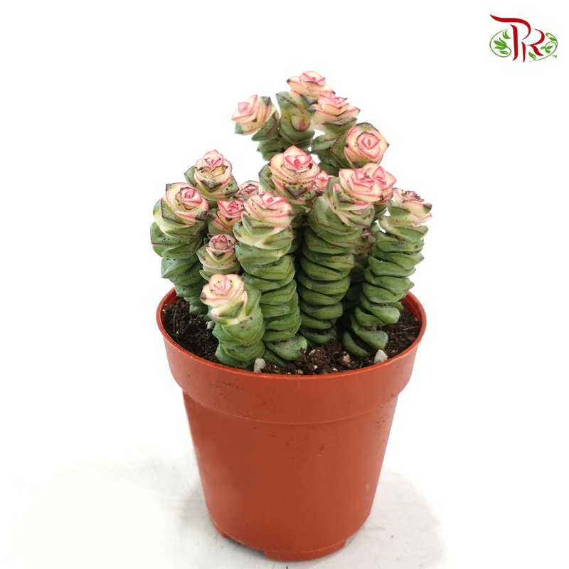 Crassula Marinieriana P85《钱串锦多肉》
