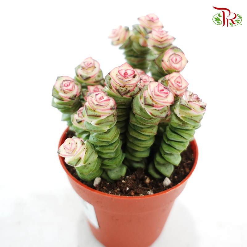 Crassula Marinieriana P85《钱串锦多肉》