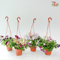 Petunia《牵牛花》P220 (Random Color)