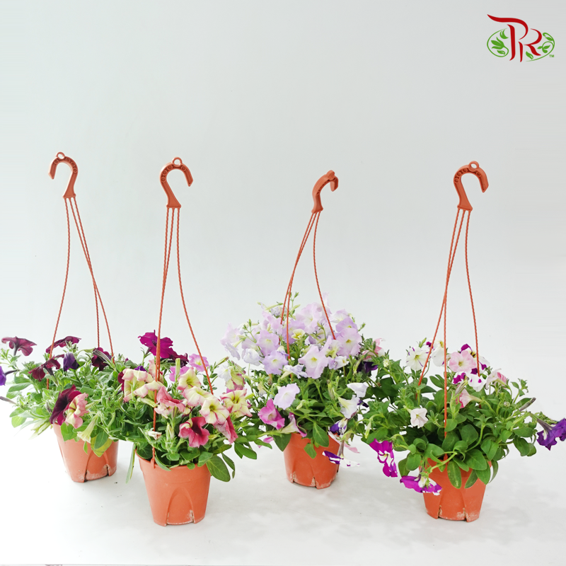 Petunia《牵牛花》P220 (Random Color)