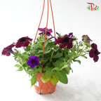 Petunia《牵牛花》P220 (Random Color)