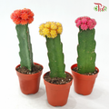 Moon Cactus P80《月亮仙人掌》（Random Choose Colour)