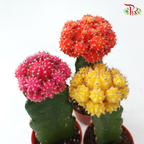 Moon Cactus P80《月亮仙人掌》（Random Choose Colour)