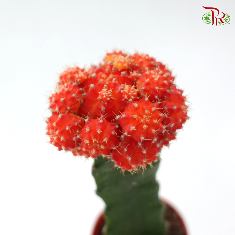 Moon Cactus P80《月亮仙人掌》（Random Choose Colour)