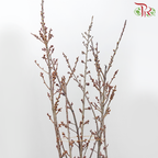 Sakura Blossom (Per Bunch) - Pudu Ria Florist