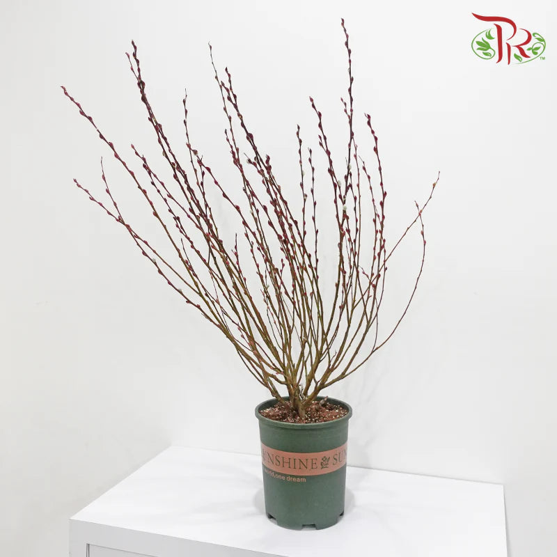 Pussy Willow Lion Head Plant (TWN)