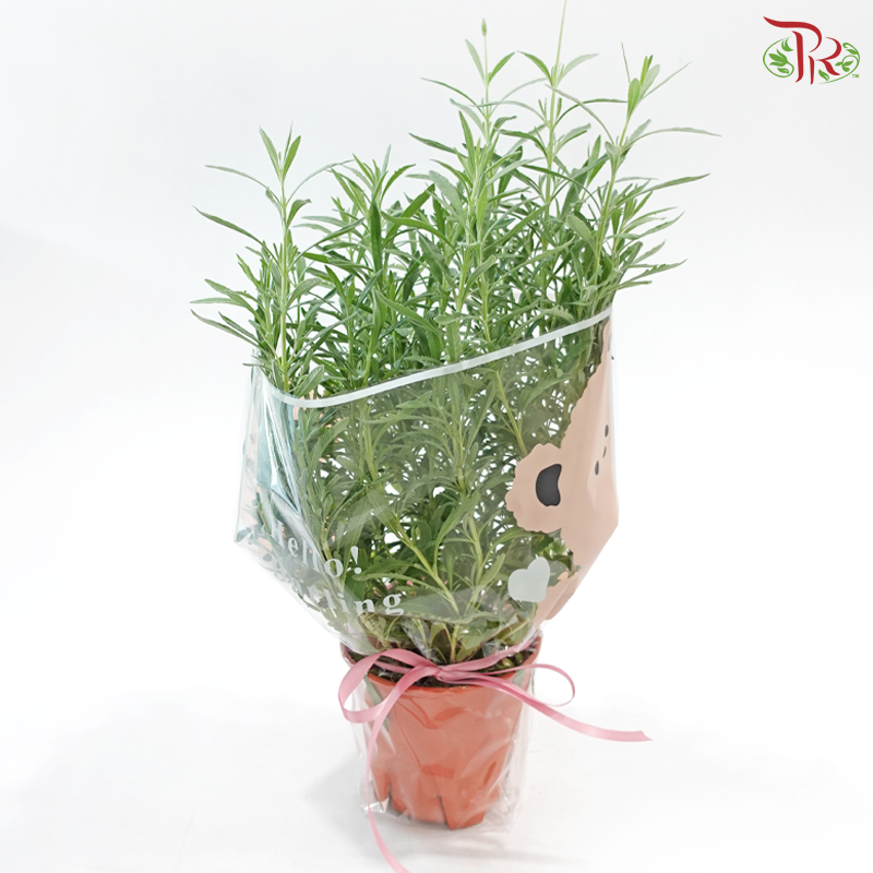 Lavender Grace (Lavender Plant)