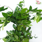 Salal Leaf