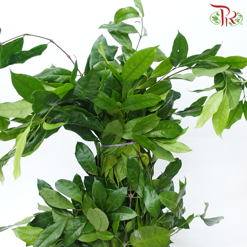 Salal Leaf